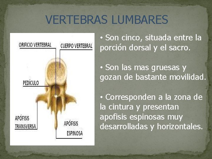 VERTEBRAS LUMBARES • Son cinco, situada entre la porción dorsal y el sacro. •