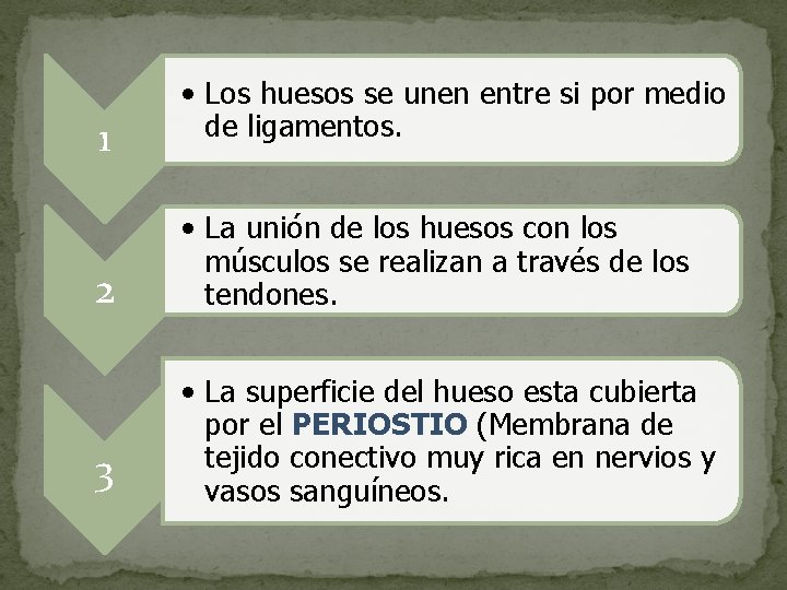 1 • Los huesos se unen entre si por medio de ligamentos. 2 •