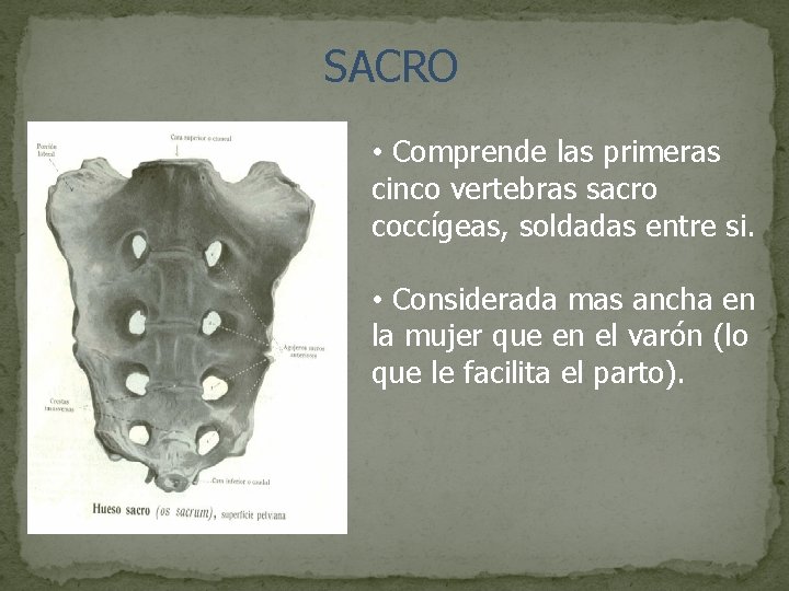 SACRO • Comprende las primeras cinco vertebras sacro coccígeas, soldadas entre si. • Considerada