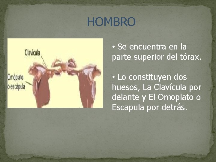 HOMBRO • Se encuentra en la parte superior del tórax. • Lo constituyen dos