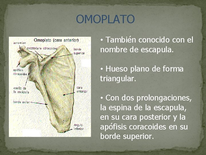 OMOPLATO • También conocido con el nombre de escapula. • Hueso plano de forma