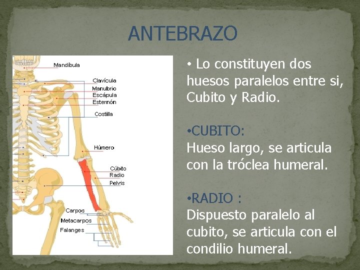 ANTEBRAZO • Lo constituyen dos huesos paralelos entre si, Cubito y Radio. • CUBITO: