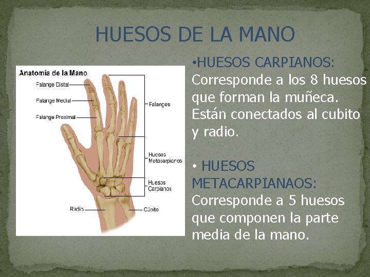 HUESOS DE LA MANO • HUESOS CARPIANOS: Corresponde a los 8 huesos que forman