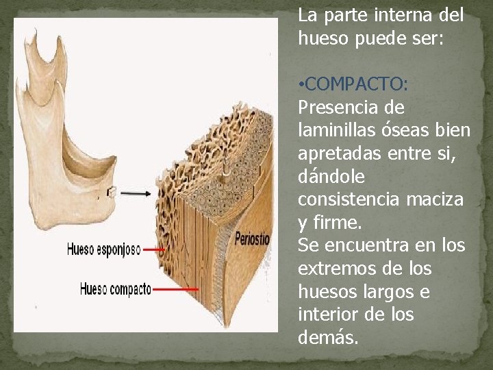 La parte interna del hueso puede ser: • COMPACTO: Presencia de laminillas óseas bien