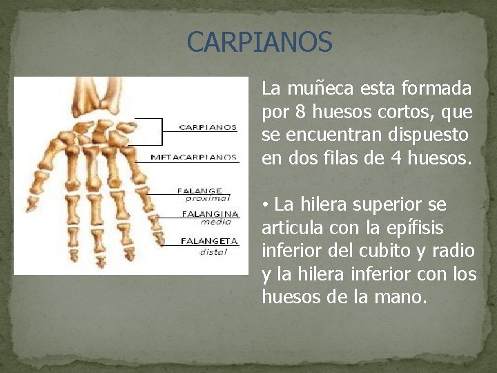 CARPIANOS La muñeca esta formada por 8 huesos cortos, que se encuentran dispuesto en