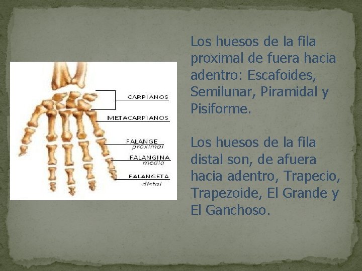 Los huesos de la fila proximal de fuera hacia adentro: Escafoides, Semilunar, Piramidal y