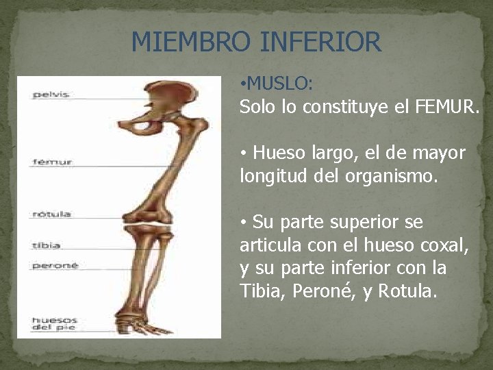 MIEMBRO INFERIOR • MUSLO: Solo lo constituye el FEMUR. • Hueso largo, el de