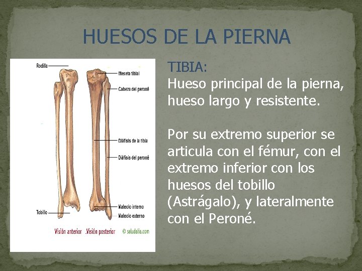 HUESOS DE LA PIERNA TIBIA: Hueso principal de la pierna, hueso largo y resistente.