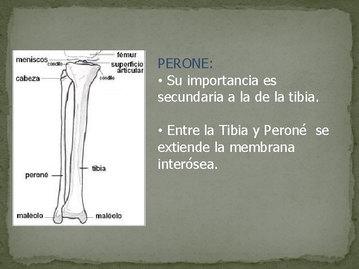 PERONE: • Su importancia es secundaria a la de la tibia. • Entre la