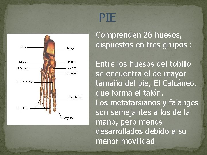 PIE Comprenden 26 huesos, dispuestos en tres grupos : Entre los huesos del tobillo