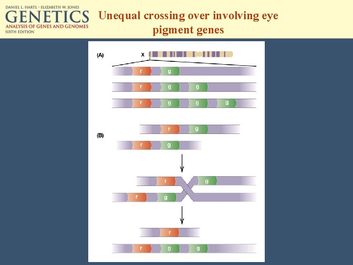 Unequal crossing over involving eye pigment genes 