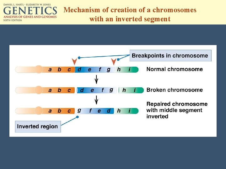 Mechanism of creation of a chromosomes with an inverted segment 