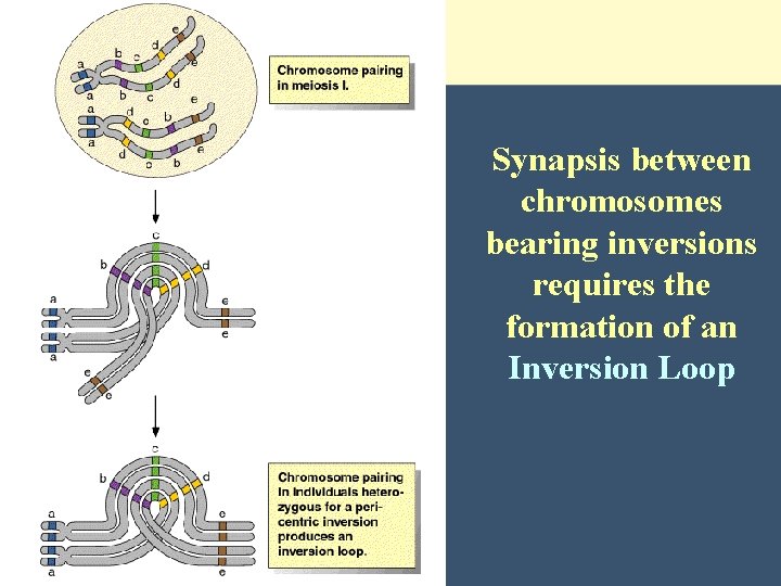 Synapsis between chromosomes bearing inversions requires the formation of an Inversion Loop 