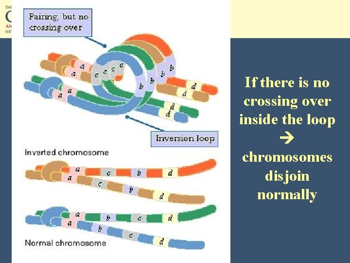 If there is no crossing over inside the loop chromosomes disjoin normally 