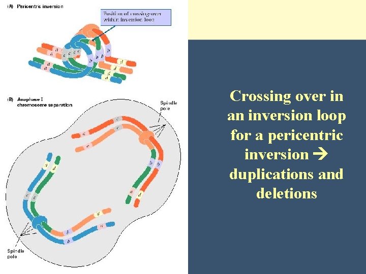 Crossing over in an inversion loop for a pericentric inversion duplications and deletions 