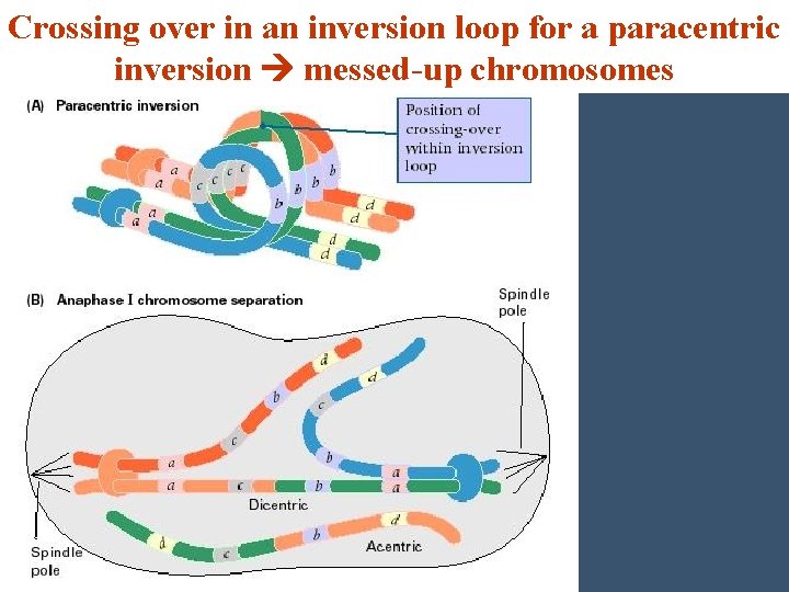 Crossing over in an inversion loop for a paracentric inversion messed-up chromosomes 