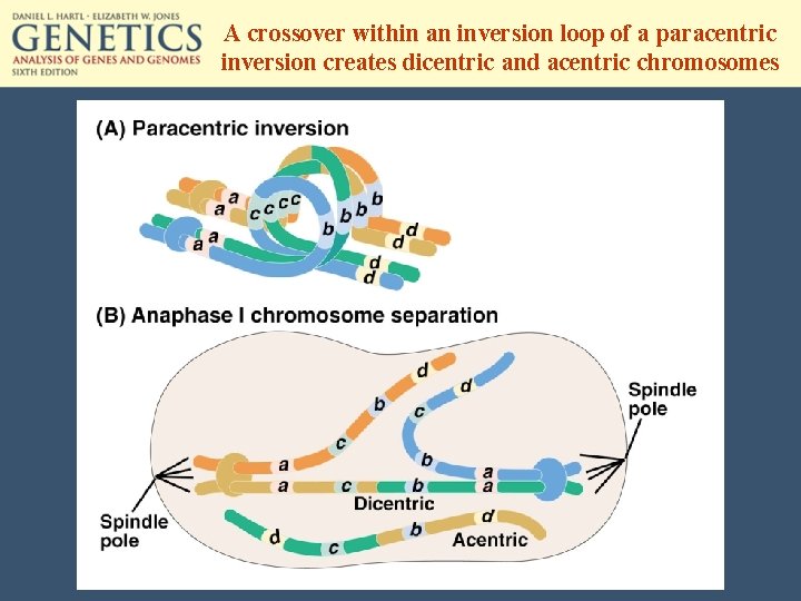 A crossover within an inversion loop of a paracentric inversion creates dicentric and acentric