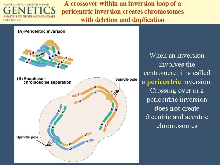 A crossover within an inversion loop of a pericentric inversion creates chromosomes with deletion
