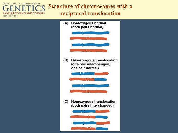 Structure of chromosomes with a reciprocal translocation 