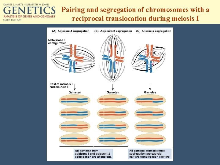 Pairing and segregation of chromosomes with a reciprocal translocation during meiosis I 
