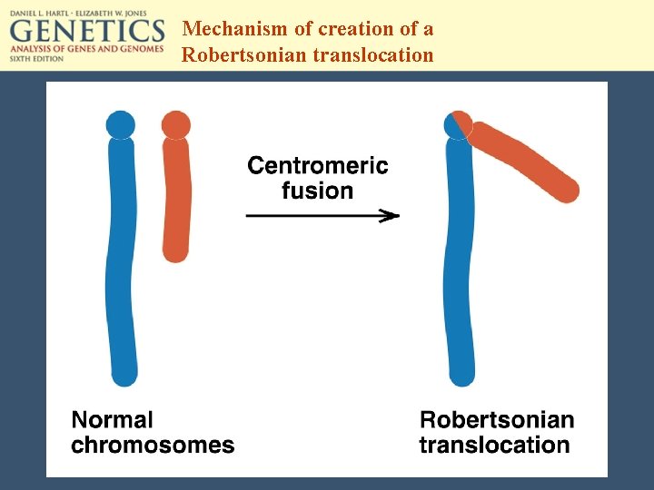 Mechanism of creation of a Robertsonian translocation 