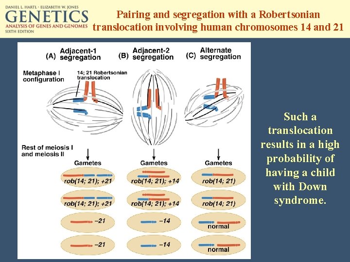 Pairing and segregation with a Robertsonian translocation involving human chromosomes 14 and 21 Such