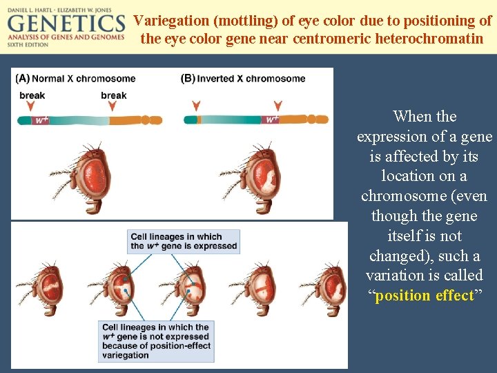 Variegation (mottling) of eye color due to positioning of the eye color gene near