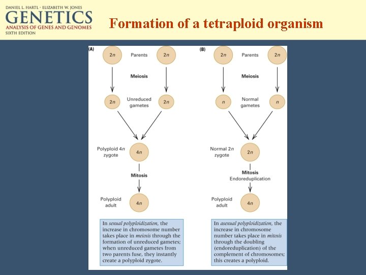Formation of a tetraploid organism 
