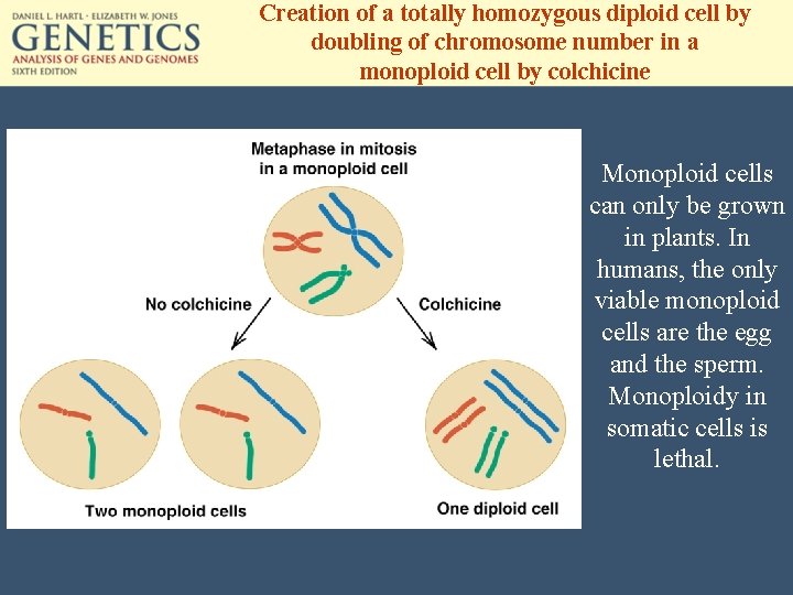 Creation of a totally homozygous diploid cell by doubling of chromosome number in a