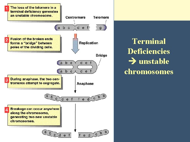 Terminal Deficiencies unstable chromosomes 
