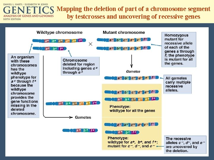 Mapping the deletion of part of a chromosome segment by testcrosses and uncovering of