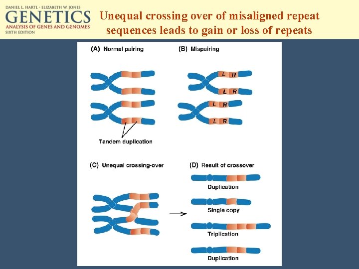 Unequal crossing over of misaligned repeat sequences leads to gain or loss of repeats