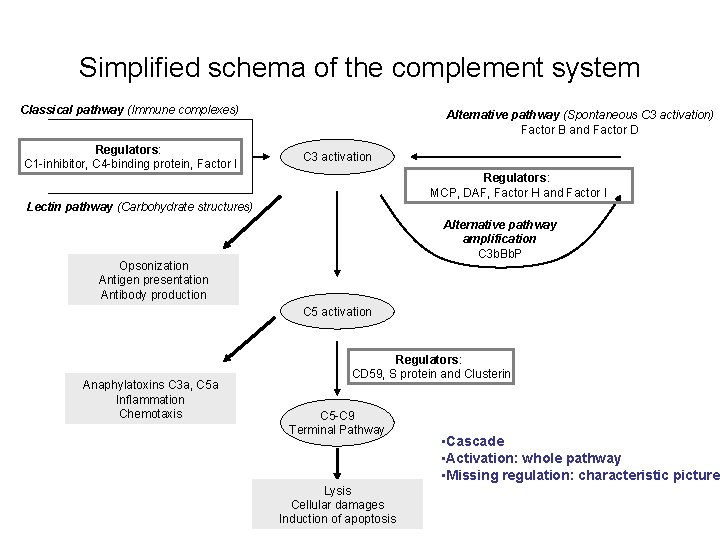 Simplified schema of the complement system Classical pathway (Immune complexes) Regulators: C 1 -inhibitor,