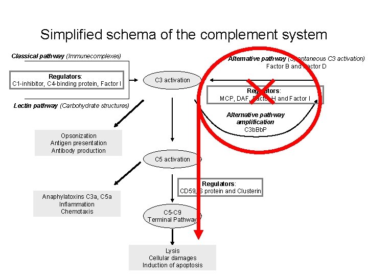 Simplified schema of the complement system Classical pathway (Immunecomplexes) Regulators: C 1 -inhibitor, C