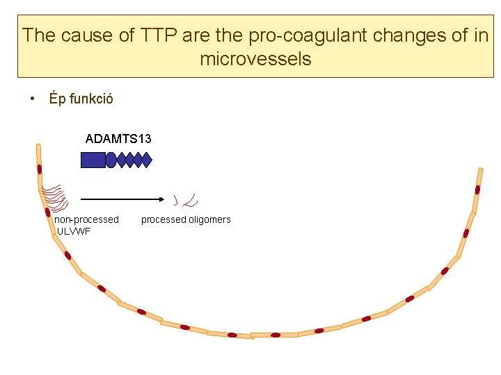 The cause of TTP are the pro-coagulant changes of in microvessels • Ép funkció