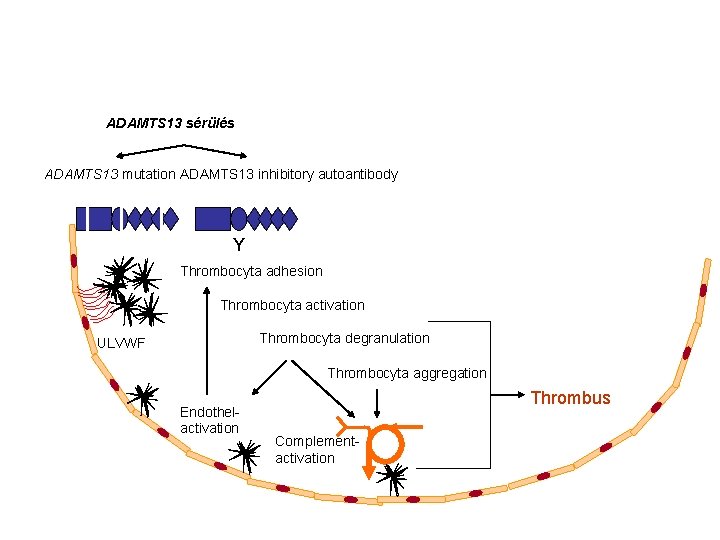 ADAMTS 13 sérülés ADAMTS 13 mutation ADAMTS 13 inhibitory autoantibody Y Thrombocyta adhesion Thrombocyta