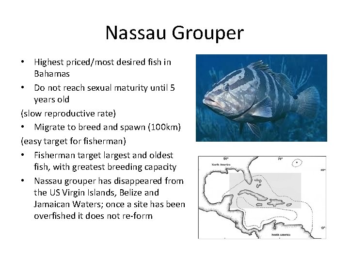 Nassau Grouper • Highest priced/most desired fish in Bahamas • Do not reach sexual