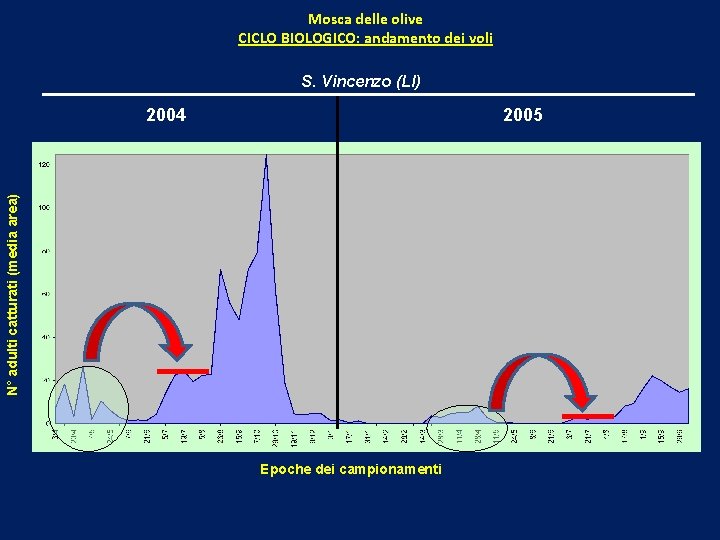 Mosca delle olive CICLO BIOLOGICO: andamento dei voli S. Vincenzo (LI) 2005 N° adulti