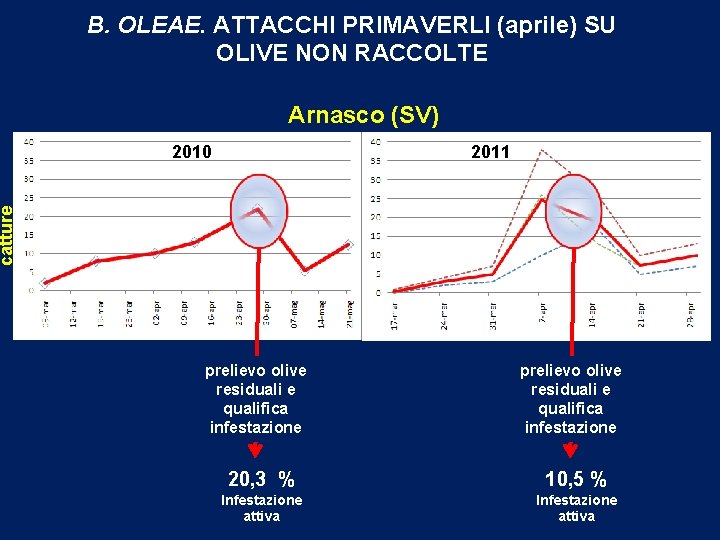 B. OLEAE. ATTACCHI PRIMAVERLI (aprile) SU OLIVE NON RACCOLTE Arnasco (SV) 2011 catture 2010