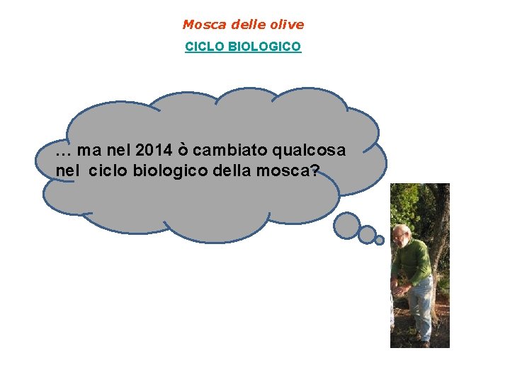 Mosca delle olive CICLO BIOLOGICO … ma nel 2014 ò cambiato qualcosa nel ciclo