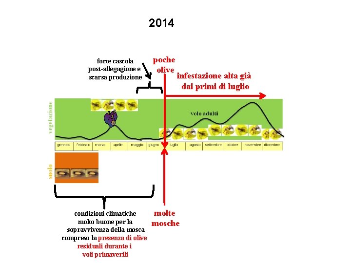 2014 forte cascola post-allegagione e scarsa produzione condizioni climatiche molto buone per la sopravvivenza