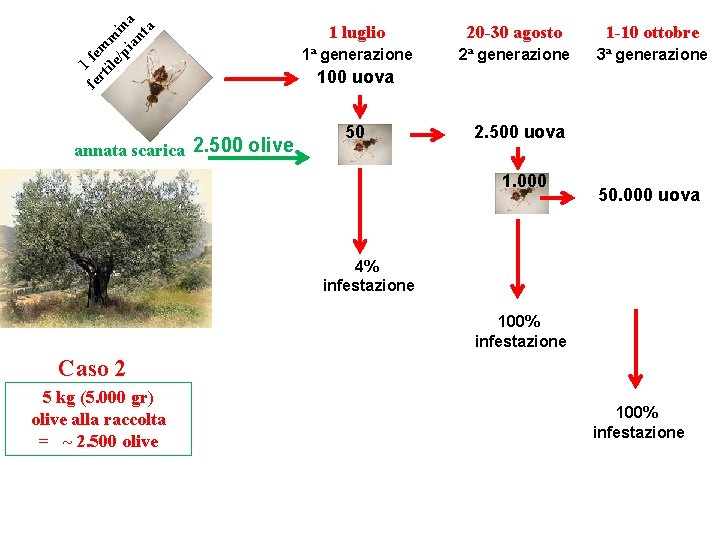f rt em ile m /p in ia a nt a 1 fe annata