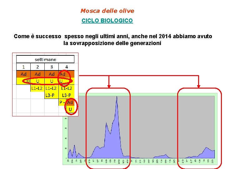 Mosca delle olive CICLO BIOLOGICO Come è successo spesso negli ultimi anni, anche nel