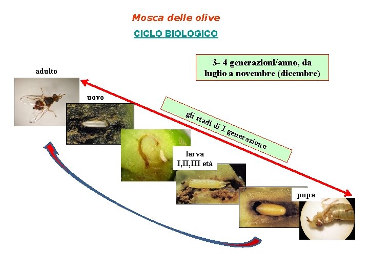 Mosca delle olive CICLO BIOLOGICO 3 - 4 generazioni/anno, da luglio a novembre (dicembre)