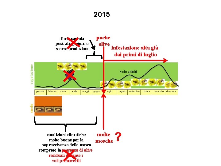 2015 forte cascola post-allegagione e scarsa produzione condizioni climatiche molto buone per la sopravvivenza