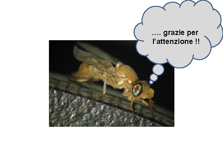 …. grazie per l’attenzione !! 