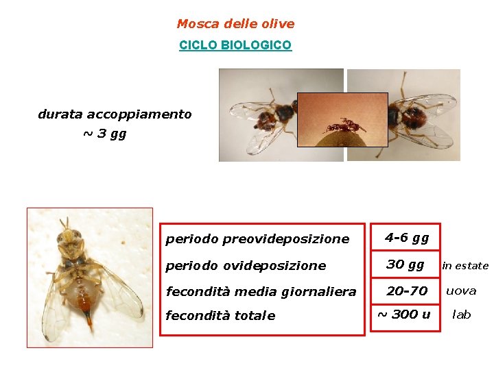 Mosca delle olive CICLO BIOLOGICO durata accoppiamento ~ 3 gg periodo preovideposizione 4 -6