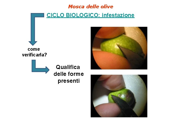 Mosca delle olive CICLO BIOLOGICO: infestazione come verificarla? Qualifica delle forme presenti 