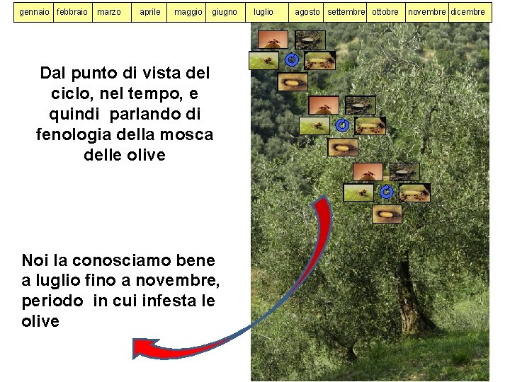 gennaio febbraio marzo aprile maggio giugno Dal punto di vista del ciclo, nel tempo,