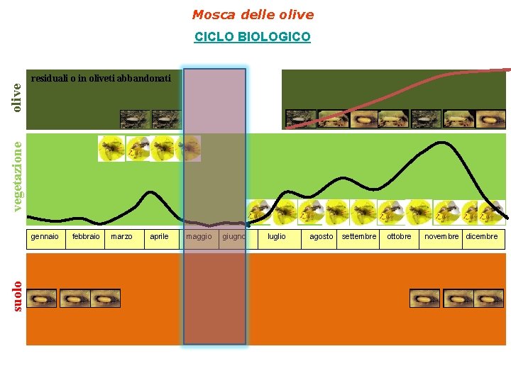 Mosca delle olive CICLO BIOLOGICO residuali o in oliveti abbandonati vegetazione olive produzione annuale